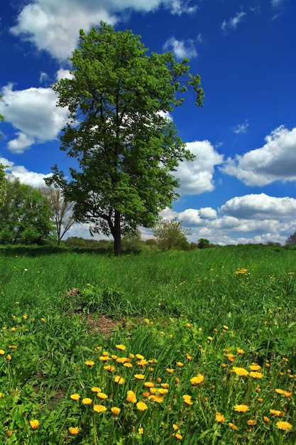 Baum in einem Feld mit Löwenzahn