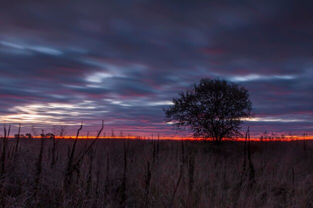 Baum in einem Feld vor dem Hintergrund eines dramatischen Sonnenuntergangs