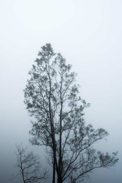 Baum in einem Feld Winterzeit