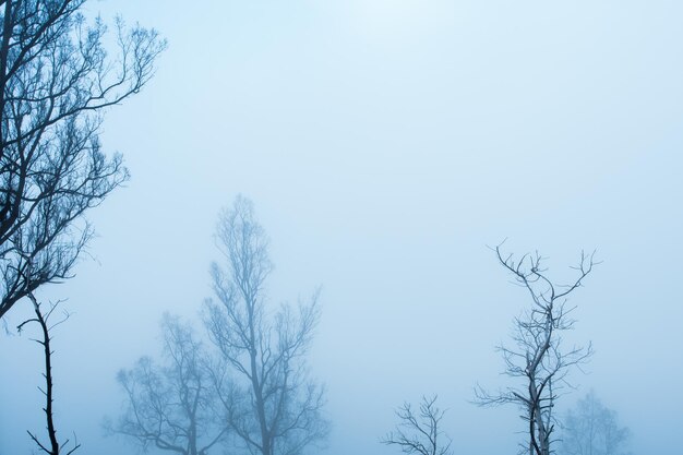 Baum in einem Feld Winterzeit