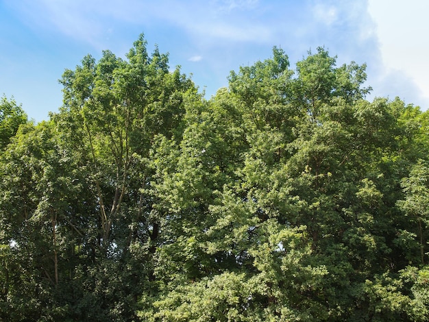 Baum in einem Park