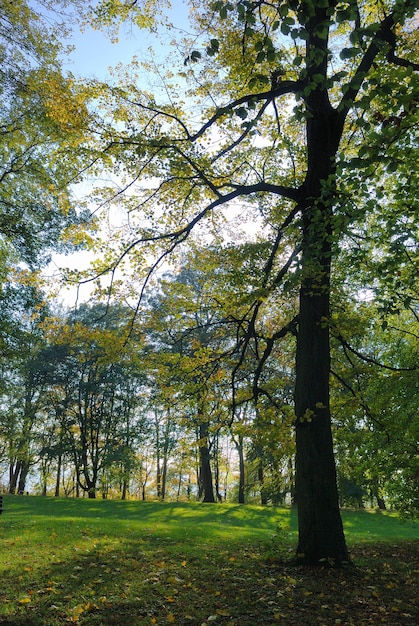 Baum in Herbstfarben