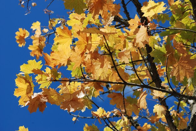 Baum in Herbstfarben