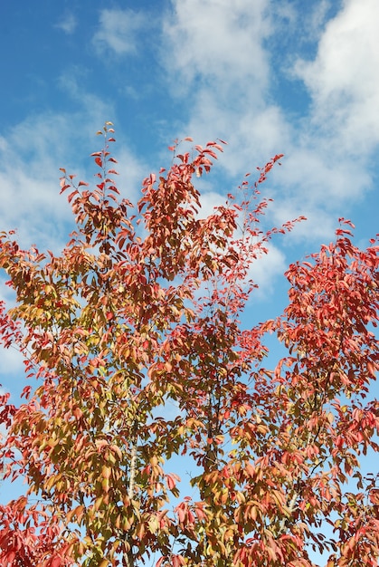 Baum in Herbstfarben