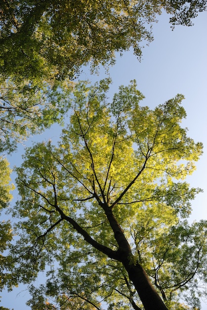 Baum in Herbstfarben