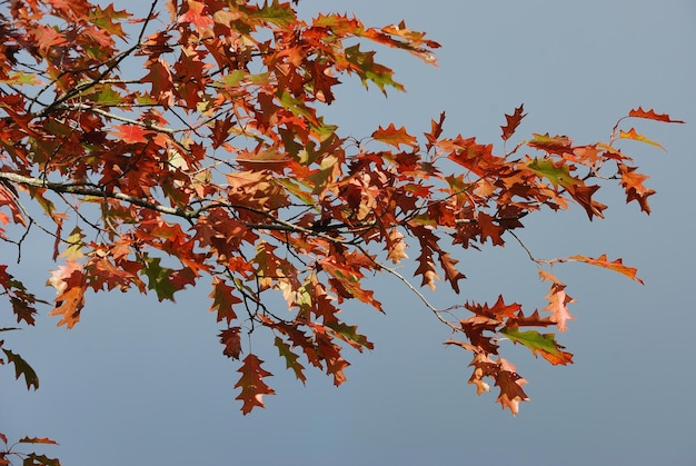 Baum in herbstlichen Farben