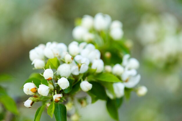 Baum in voller Blüte im zeitigen Frühjahr.