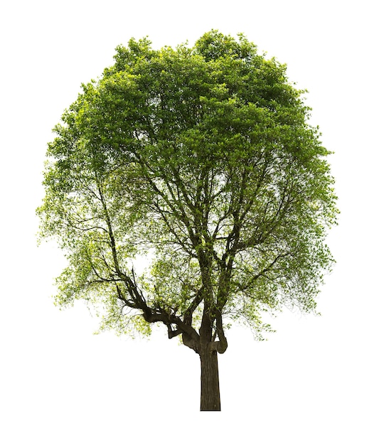 Baum isoliert auf weißem Hintergrund für Designmaterial