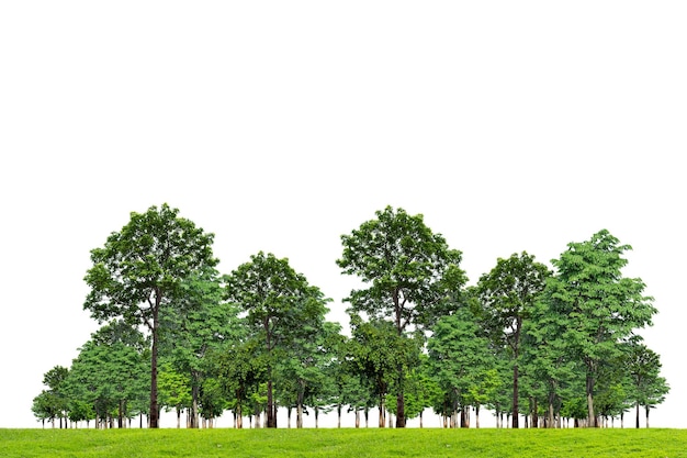 Baum isoliert auf weißem Hintergrund