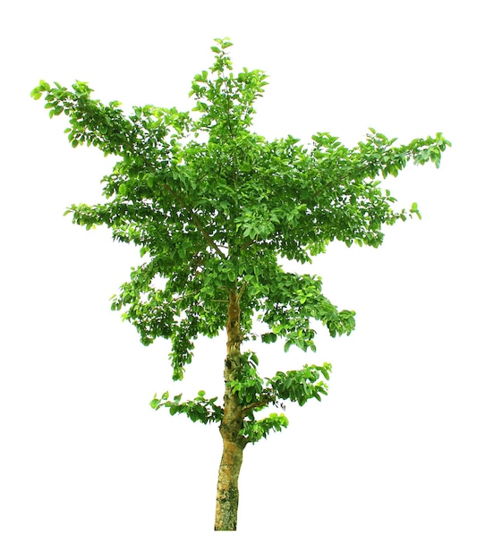 Baum isoliert weißer Hintergrund