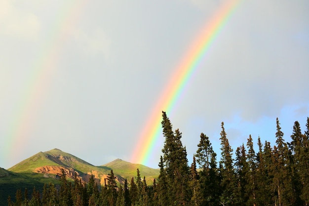 Baum mit Bergen und Regenbogen gegen klaren Himmel