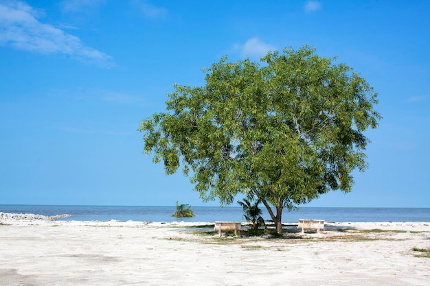 Baum mit blauem Himmel