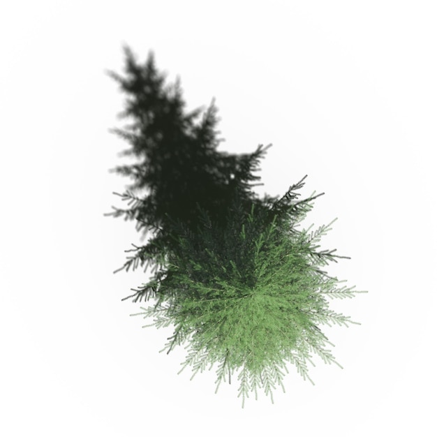 Baum mit einem Schatten darunter, Draufsicht, isoliert auf weißem Hintergrund, 3D-Illustration, cg-Rendering