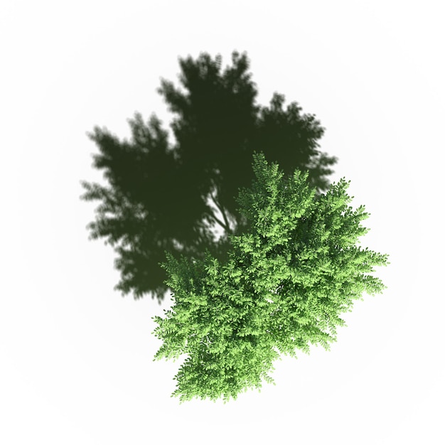 Baum mit einem Schatten darunter, Draufsicht, isoliert auf weißem Hintergrund, 3D-Illustration, cg-Rendering