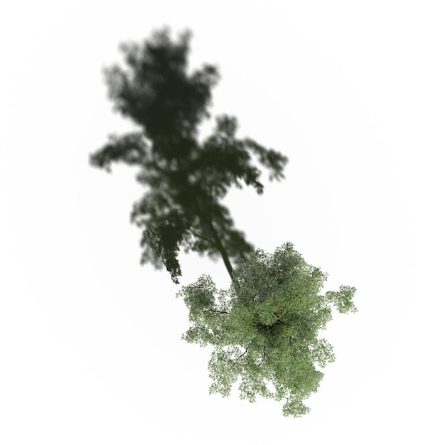 Baum mit einem Schatten darunter, Draufsicht, isoliert auf weißem Hintergrund, 3D-Illustration, cg-Rendering