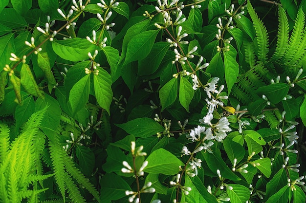 Baum mit exotischen weißen Blüten und grünen Blättern