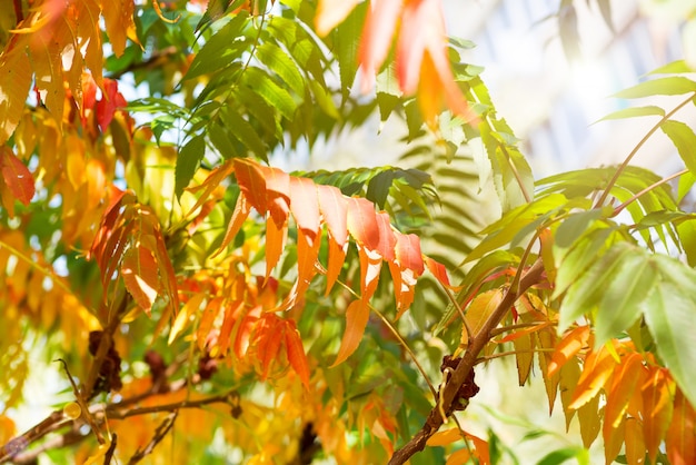 Baum mit Gelb, Rot und Grün verlässt im Herbst, natürlicher Hintergrund
