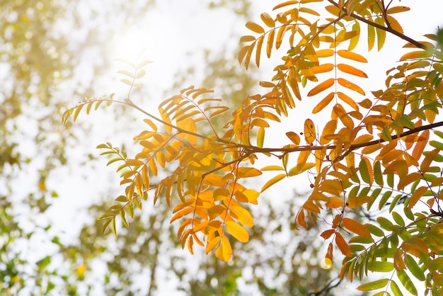 Baum mit gelben, roten und grünen Blättern im Herbst