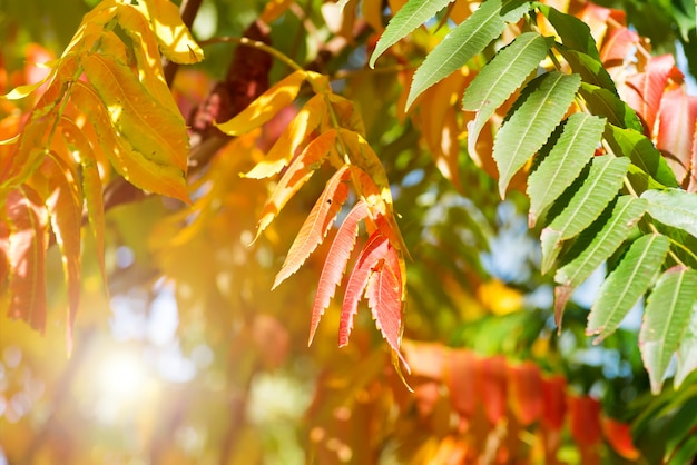 Baum mit gelben, roten und grünen Blättern im Herbst