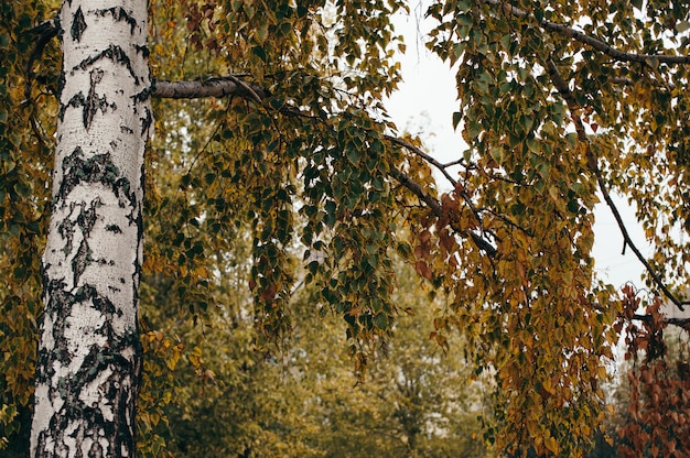 Baum mit gelben und grünen Blättern