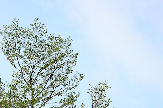 Baum mit grünen Blättern mit blauem Himmel