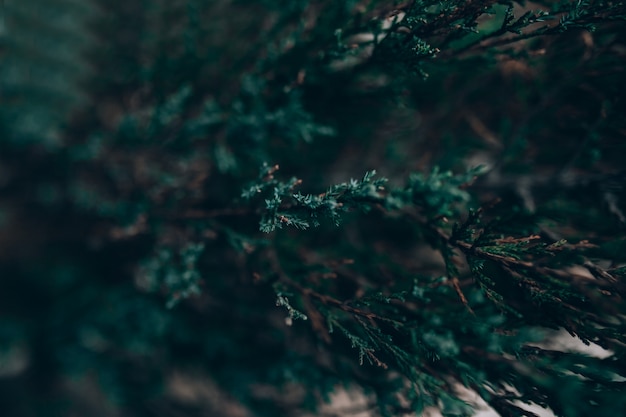 Baum mit grünen Blättern