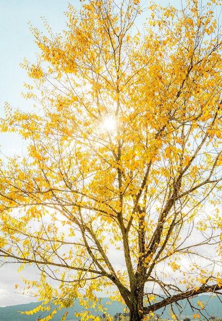 Baum mit Herbstlaub an einem sonnigen Tag