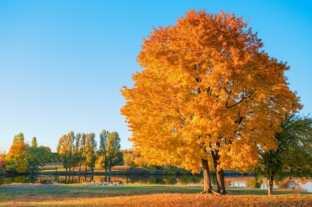 Baum mit orangefarbenem Herbstlaub auf dem See