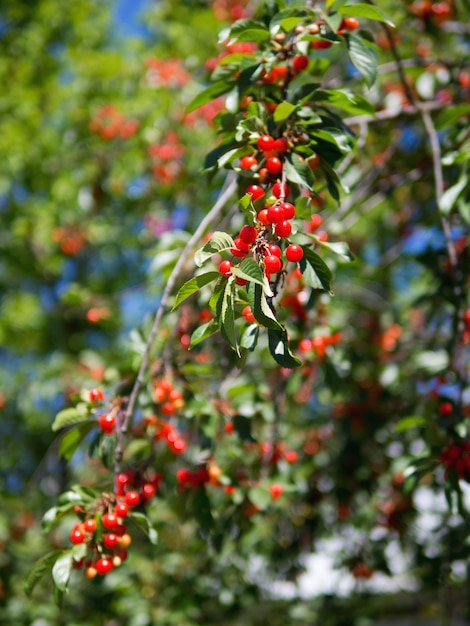 Baum mit reifen roten Kirschen