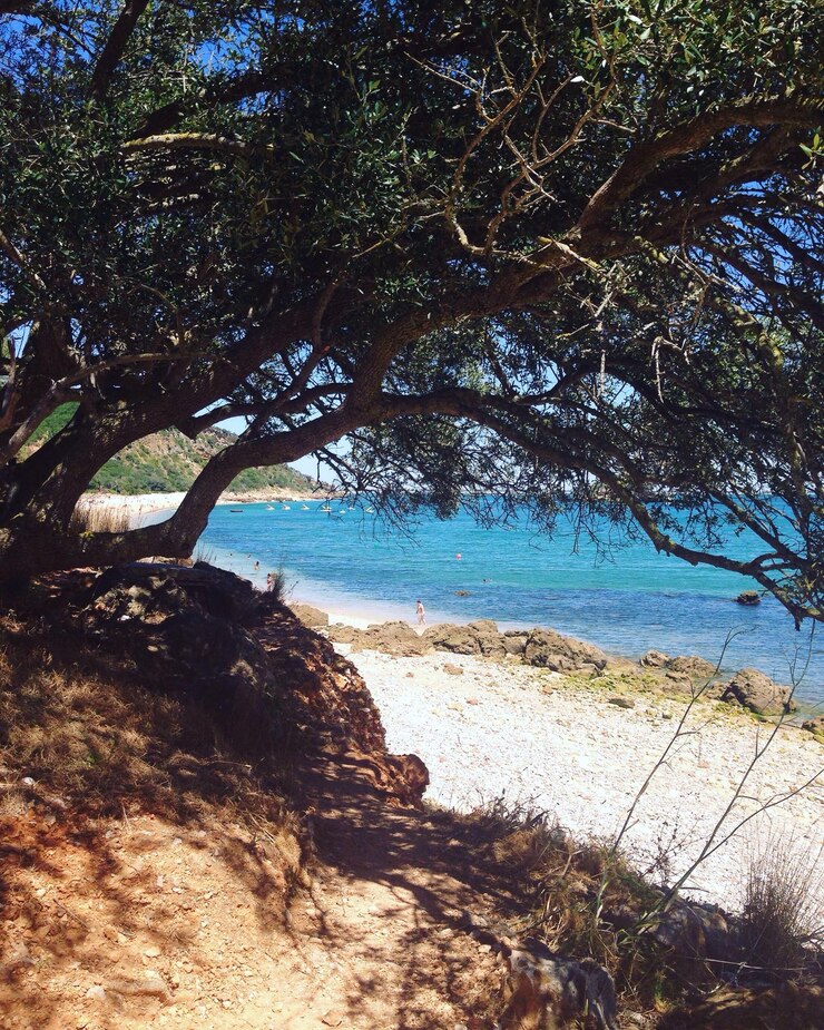 Foto baum mit strand und felsen