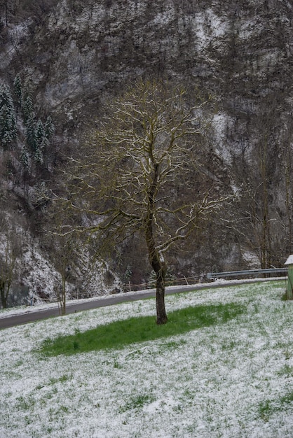 Baum mit verschneiter Wiese