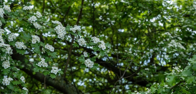 Baum mit weißen Blüten und grünem Hintergrund