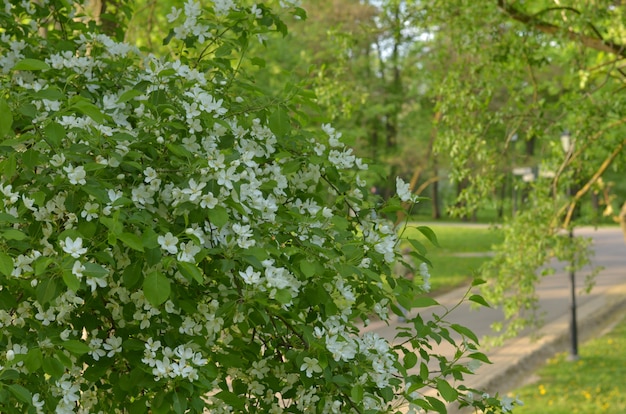 Baum mit weißer Blüte im Park