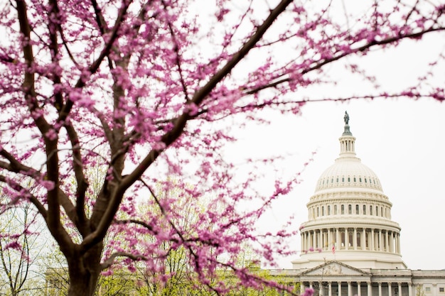 Baum mit wunderschönen rosa Kirschblüten mit dem Kapitol der Vereinigten Staaten im Hintergrund