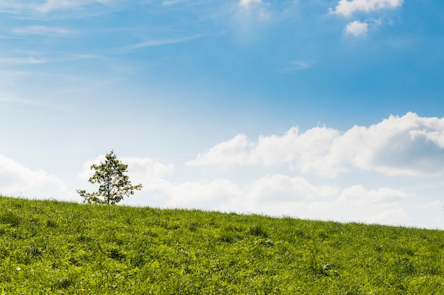 Baum mitten in grüner Wiese mit Hintergrund des blauen Himmels