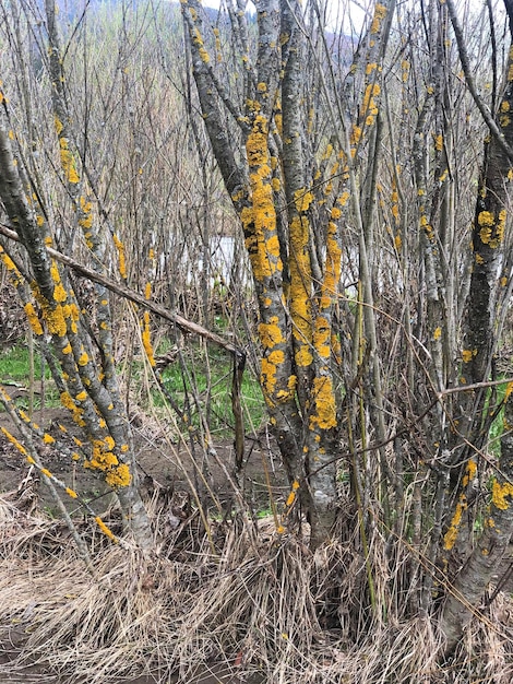 Baum Natur dunkler Wald