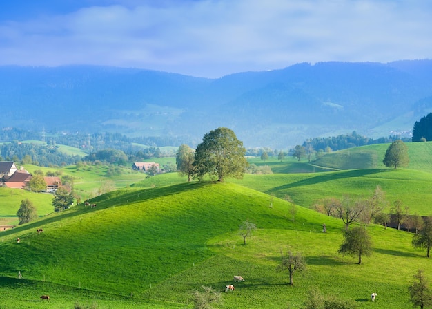 Baum oben auf dem Hügel Landschaft vor Sonnenuntergang Felder und Weiden für Tiere Agrarlandschaft im Sommer Hochauflösendes Foto