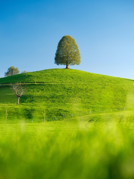 Baum oben auf dem Hügel Landschaft vor Sonnenuntergang Felder und Weiden für Tiere Agrarlandschaft im Sommer Hochauflösendes Foto