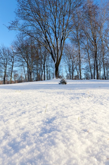 Baum ohne Blätter im Winter