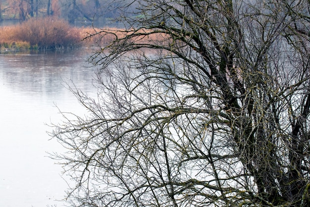 Baum ohne Blätter in der Nähe des Flusses im Herbst. Spätherbst