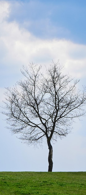 Baum ohne Blätter