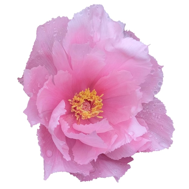 Baum-PfingstrosePaeonia suffruticosa weißer Hintergrund