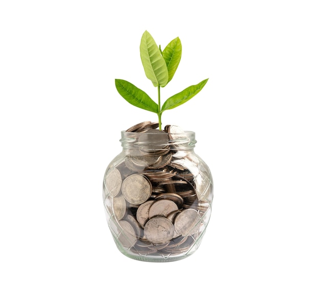 Baum-Plumule-Blatt auf Spargeldmünzen Business Finance Saving Banking Investment Konzept