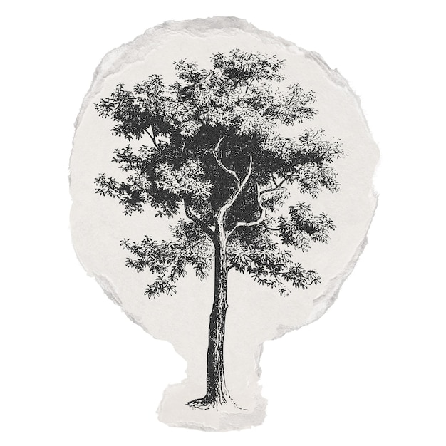 Baum png Aufkleber zerrissenes Papier Natur Illustration durchsichtiger Hintergrund