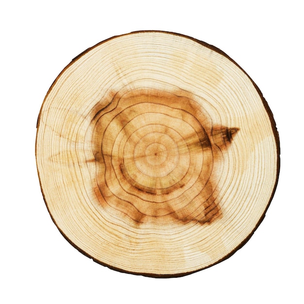 Baum-Ringe