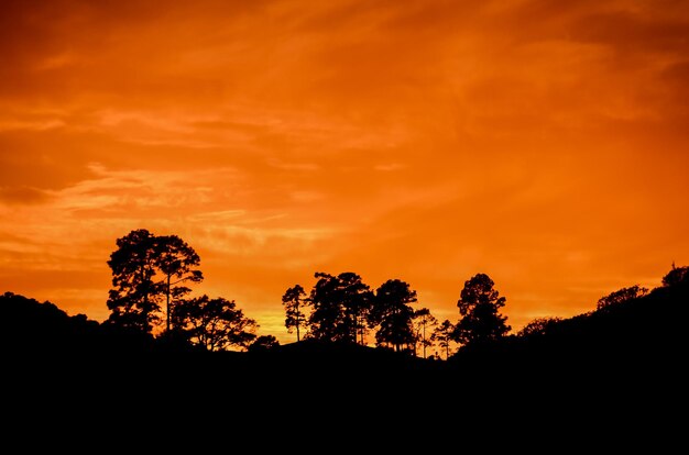 Baum-Silhouette bei Sonnenuntergang auf den Kanarischen Inseln