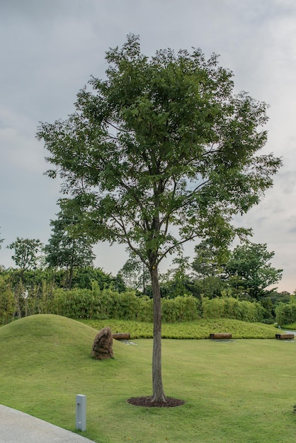 Baum Stadtpark Landschaftsgarten grüner Rasen