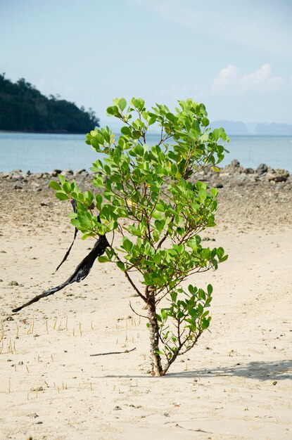 Baum steht allein am Strand von Koh Yao Noi in Phang Nga Thailand