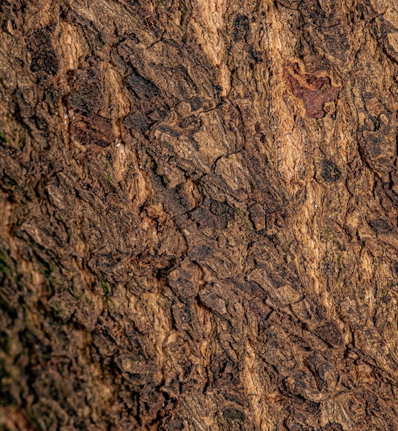 Baum Textur Hintergrund in Makrofotografie