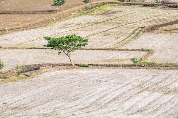 Baum trocken einsam auf Reisfeld